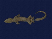 藏品(蝎虎)的圖片